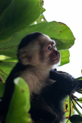 Capuchin monkey (Cebus) Costa Rica