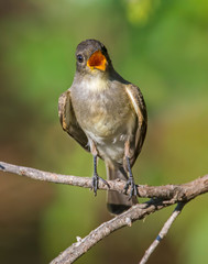 Immature Great Crested Flycatcher