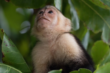 Capuchin monkey (Cebus) Costa Rica