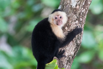 Capuchin monkey (Cebus) Costa Rica