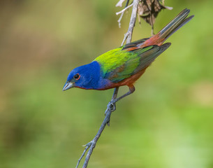 Male Painted Bunting