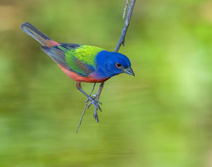Male Painted Bunting