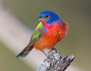 Male Painted Bunting