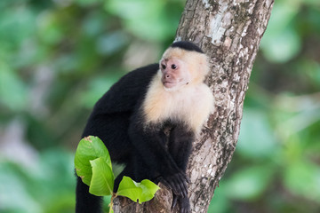 Capuchin monkey (Cebus) Costa Rica
