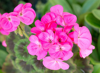 Pink Geraniums
