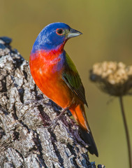 Male Painted Bunting