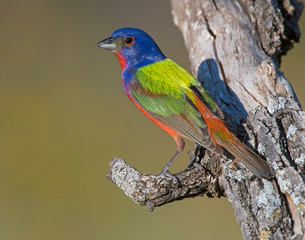 Male Painted Bunting