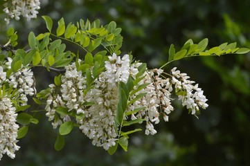 White flowers of acacia.