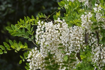 White flowers of acacia.