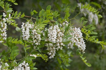 White flowers of acacia.
