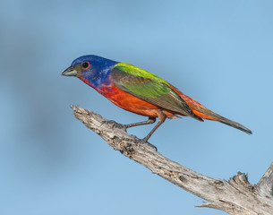 Male Painted Bunting