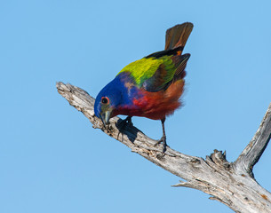 Male Painted Bunting