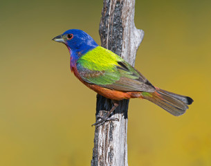 Male Painted Bunting