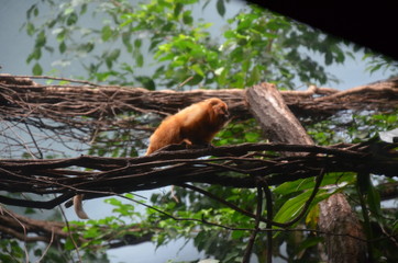 Golden lion tamarin (Leontopithecus rosalia)