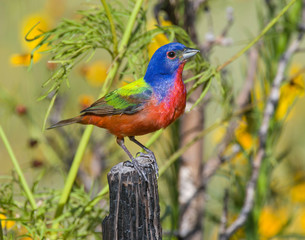 Male Painted Bunting