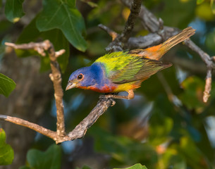 Male Painted Bunting