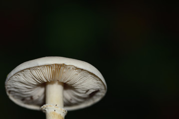 Close-up of a small bright mushroom with lamella against dark green background with space for text