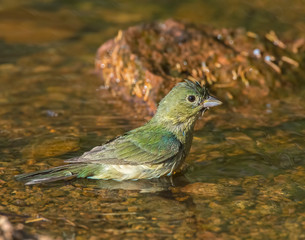 Female Painted Bunting taking a bath