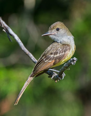Great Crested Flycatcher