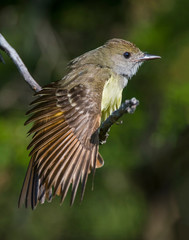 Fototapeta premium Great Crested Flycatcher