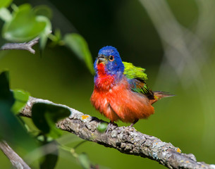 Male Painted Bunting