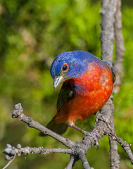Male Painted Bunting