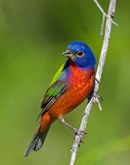 Male Painted Bunting