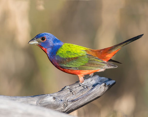 Male Painted Bunting