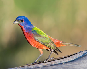 Male Painted Bunting