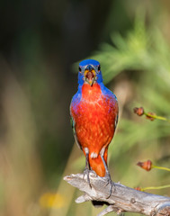 Male Painted Bunting