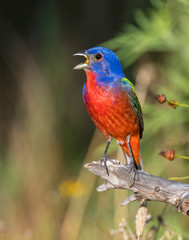 Male Painted Bunting