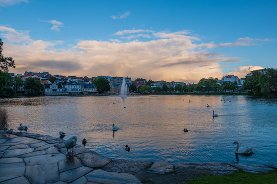 Swans in Stavanger Sentrum Byparken on lake Breiavatnet. Stavanger, Norway, july 2019