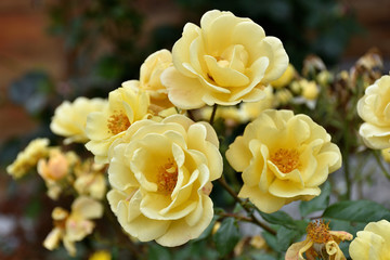 spectacular blooming of a yellow rose in nature, bouquet with a soft pastel coloring