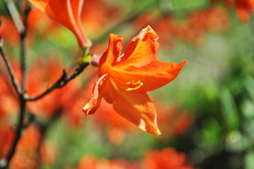 Coral red rhododendron flower close up detail, soft blurry green leaves background