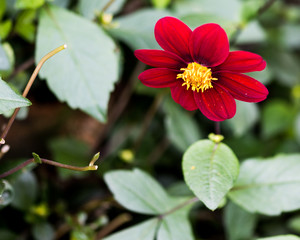 Dark red flower and yellow interior