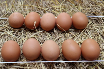eggs in basket