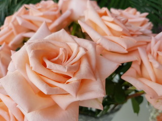 old rose rose