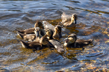 Cute Mallard ducklings paddling in the water of a lake on a sunny day.