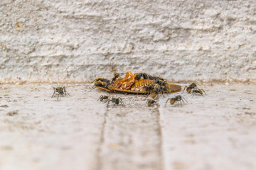 Ants Eating Cockroach at Outdoor Ground