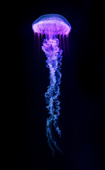 The Purple-striped Jellyfish (Chrysaora colorata) isolated on black background © Lukas Gojda