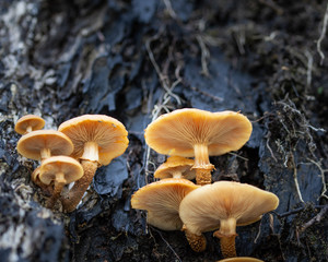 yellow mushrooms on the tree trunk
