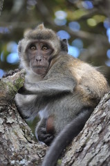 Monkey in a tree