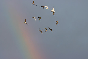 doves flying against a blue sky and rainbow