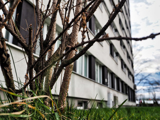 Natura w betonowym mieście  © Adam