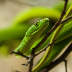 Green Mamba on a Twig 