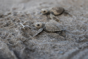 Baby  sea turtle Lora Costa Rica