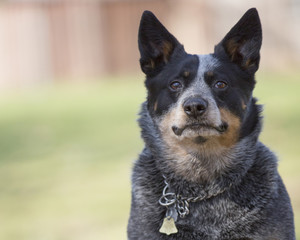 austrailian cattle dog blue heeler wearing collar making eye contact