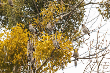 waxwings are sitting on a branch near the mistletoe