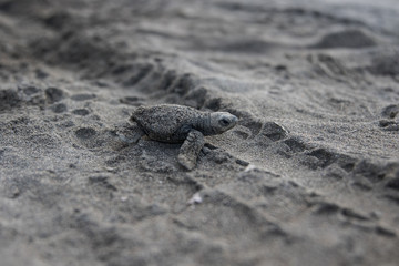 Baby  sea turtle Lora Costa Rica
