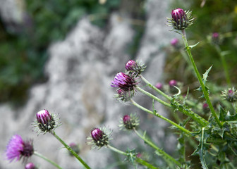 Violet purple bloom flowers plants growing in the botanical garden. Leaves of a plant in the summer. Blooming organic background.